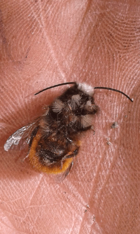 Apidae Megachilinae : maschio di Osmia cornuta